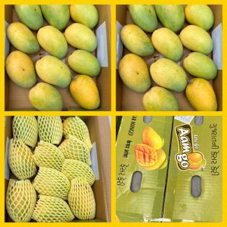 Fresh Indian Kesar Mangoes Box~ 3kg