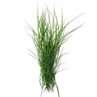 Durva Grass  - Garika - Arugampul