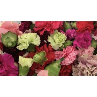 Fresh Pooja Flowers (Carnation Flowers) 100gm