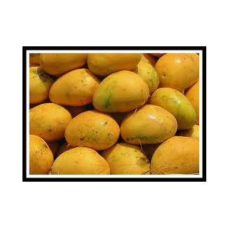 Fresh Banginapalli Mangoes BOX~(3.8kg-4 kg) 