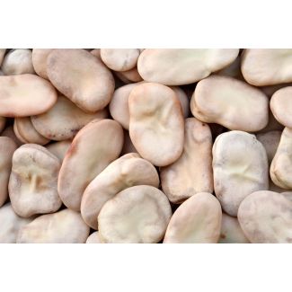 Grocery Experts Broad Beans 1kg
