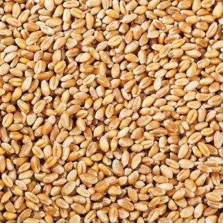 Grocery Experts Whole Wheat Grains 1kg
