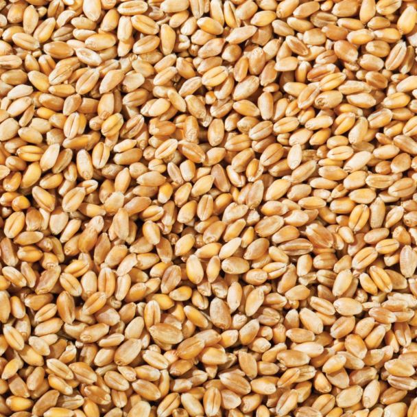 Grocery Experts Whole Wheat Grains 1kg